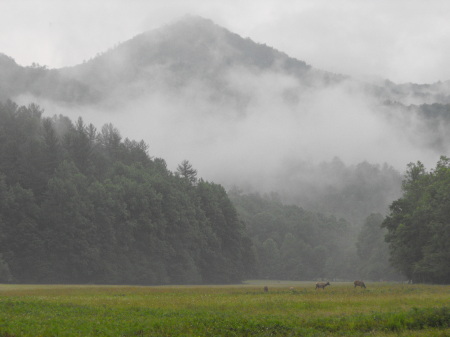 cataloochee and cherokee 009