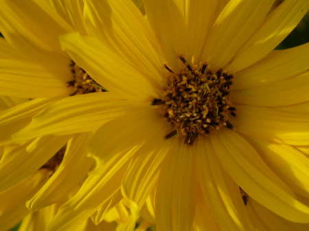 Yellow Flower