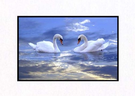 Swan Clouds