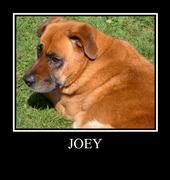 Joey