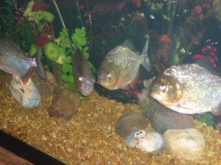 the piranahs