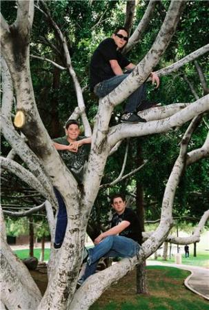 Boys in the tree