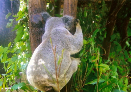 The koala who was either sleepy or camera shy