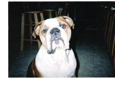 Ozzie my main English Bulldog