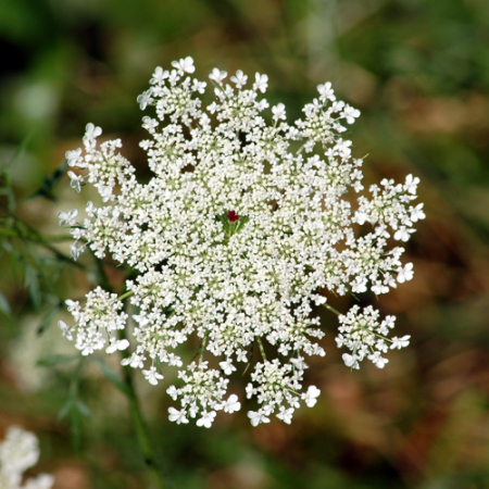 queen anne's lace