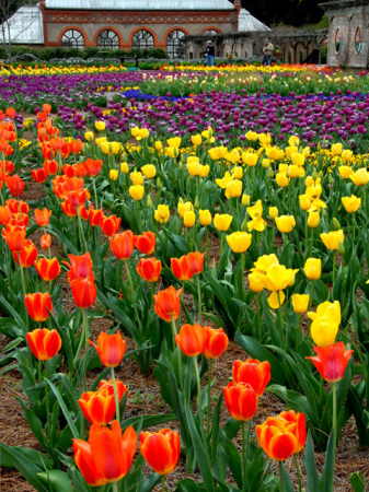 Field of flowers