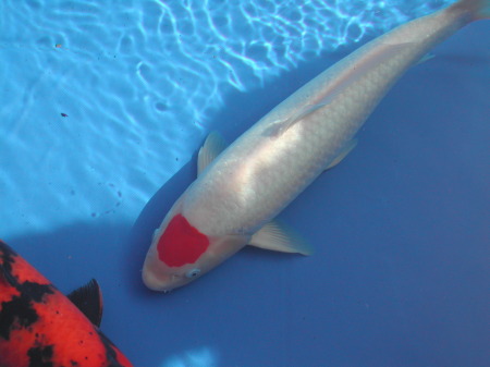 A Tancho Koi