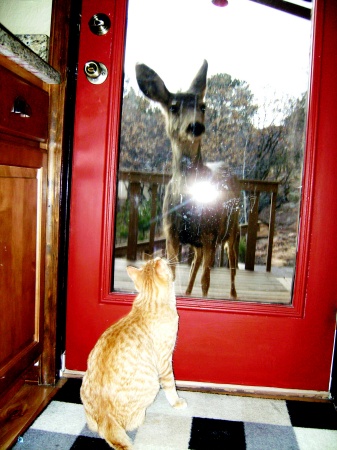 Dude and his forest friend