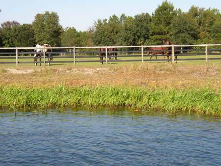 Mares munching