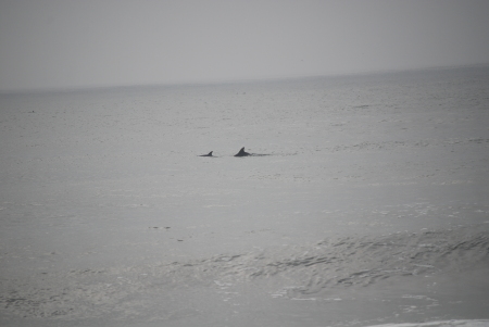 more dolphins