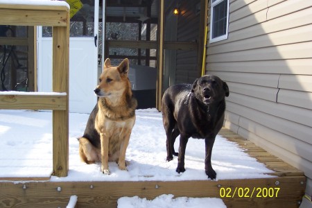 Brandy & Sheba in their first snow