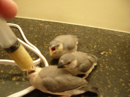 Handfeeding Baby Birds