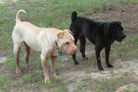 Jasper & Sable