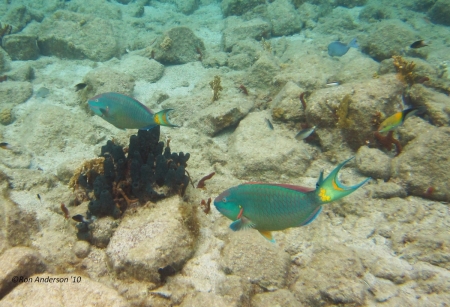 Parrot Fish