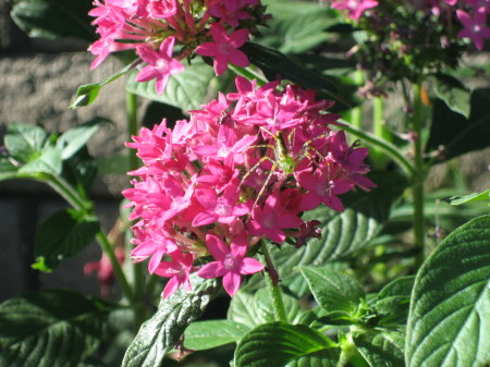 Flowers from my garden