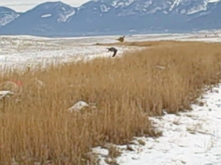 falconry hunt in Montana, photo #11