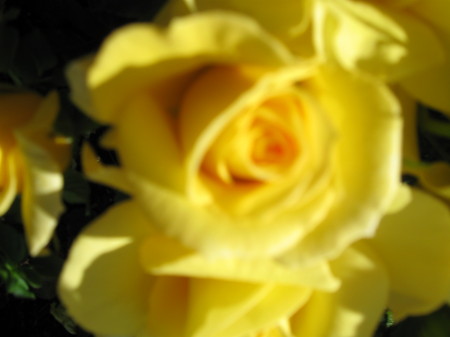 My Yellow Rose