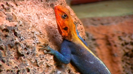 Agama Lizard, Kenya