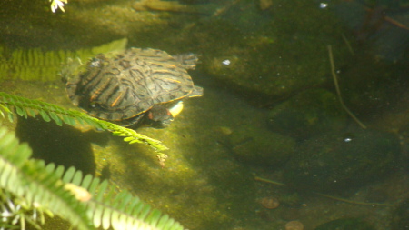 Turtle at La Brea (Mar 2009)