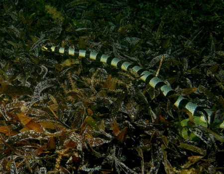 sea snakes underwater and underfoot