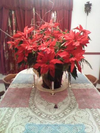 Poinsettia_2009