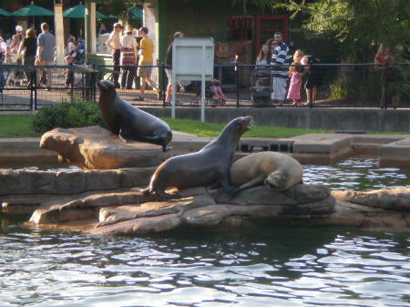 the Seals