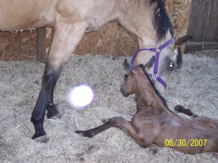 Starlet and orb