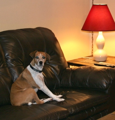 Peanut Relaxing on the Couch