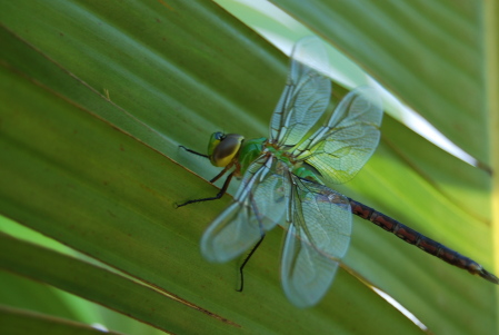 Resting Dragonfly