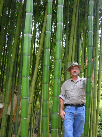 Bamboo pic