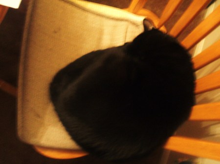 My black cat, Mabby
