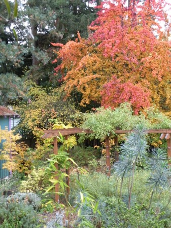 autumn in Seattle
