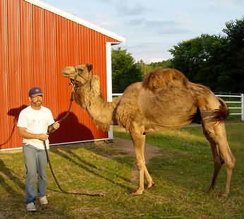 Matt, my camel