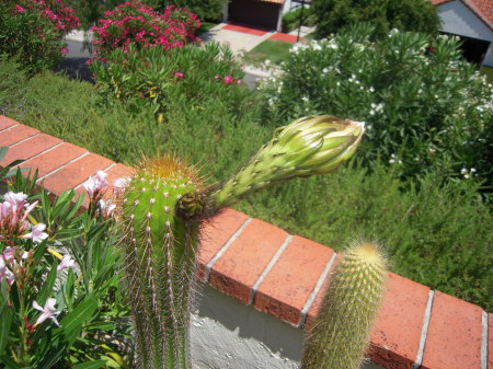 Cactus Pod