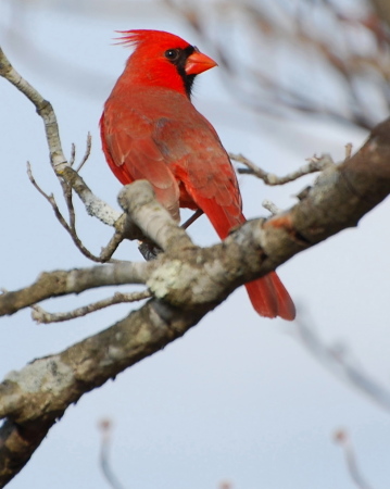 Cardinal