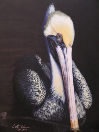 Pelican