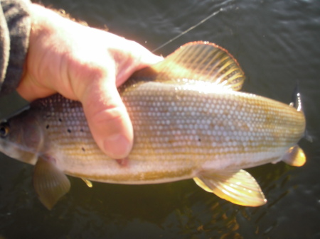 Fat grayling From the Willow River, Ak.
