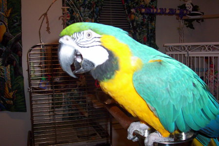 "KELA"   (blue & gold Macaw