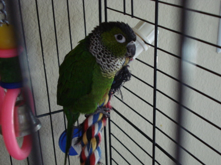 My Conure