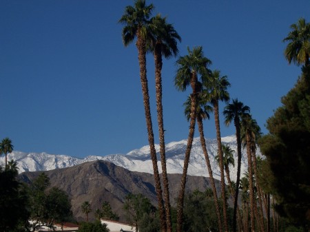 Palm Springs my home