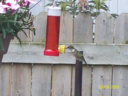 backyard hummingbird