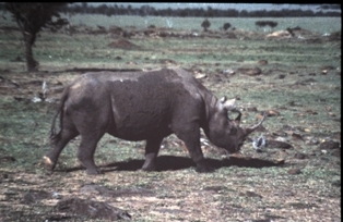 Masai Mara Kenya - 1983