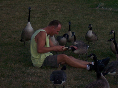 2008 geese