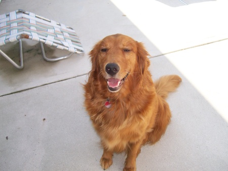 Tawny my Golden Retriever