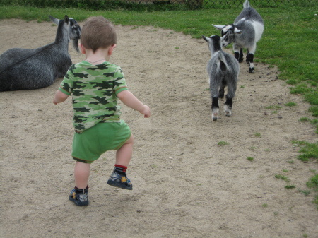 Egbert chasin' goats...