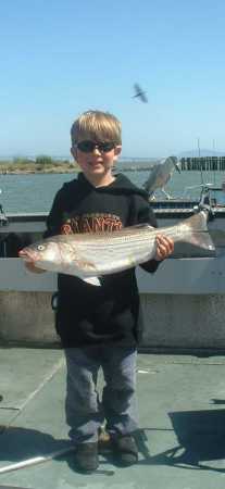 Striper