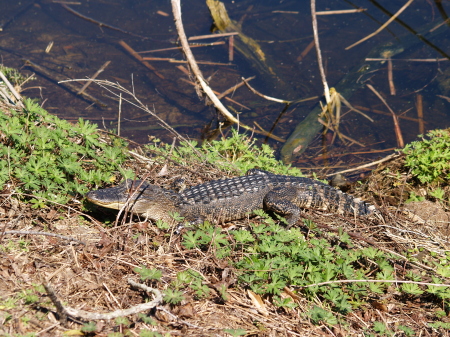 Another young gator!