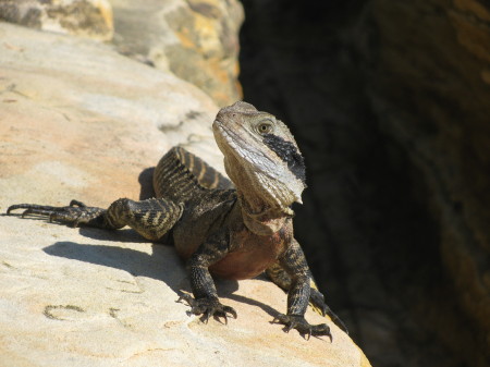 Our new friend at Manly Beach, AU, '09