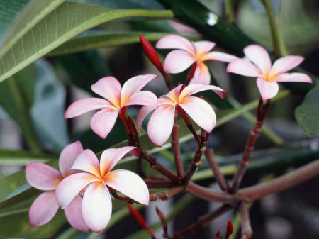 frangipani