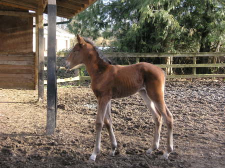 2009 Foal #3